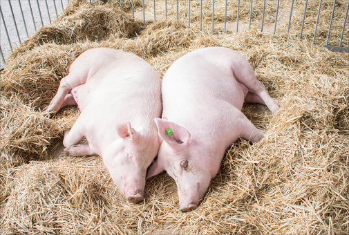 養(yǎng)殖場(chǎng)可采用清潔生產(chǎn)工藝，排放的糞便水人工清除至壓濾機(jī)固液分離后進(jìn)入發(fā)酵池，發(fā)酵后作有機(jī)肥。沖洗廢水經(jīng)過(guò)機(jī)械格柵、初沉池初步固液分離，分離出的糞渣并入發(fā)酵倉(cāng)，經(jīng)分離后的污水進(jìn)入調(diào)節(jié)池進(jìn)行調(diào)節(jié)水質(zhì)水量，使沼氣發(fā)酵單元穩(wěn)定運(yùn)作。沼氣發(fā)酵池的沼液儲(chǔ)存于沼液存儲(chǔ)池中，進(jìn)行沼液再利用。